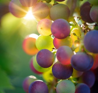 Winelovers, prepárense para la Feria del Queso y el Vino