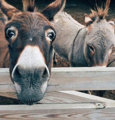 Apadrina a animales que sufren daños colaterales por la pandemia del Covid-19