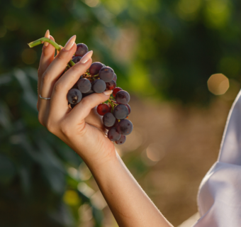 Tierra de Luz Hacienda Vinícola: Mujeres líderes en la industria del vino en México