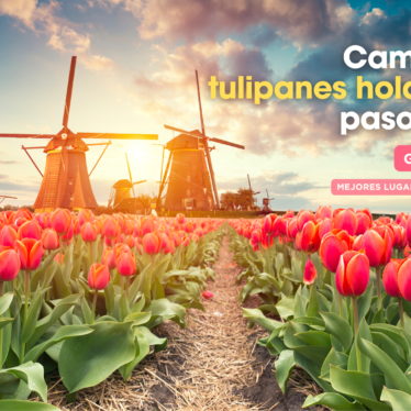 Campos de tulipanes en Holanda: Guía paso a paso para visitarlos en Países Bajos🌷
