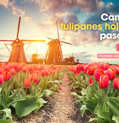 Campos de tulipanes en Holanda: Guía paso a paso para visitarlos en Países Bajos🌷